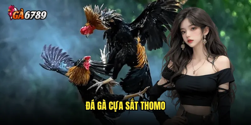 Đá gà cựa sắt Thomo