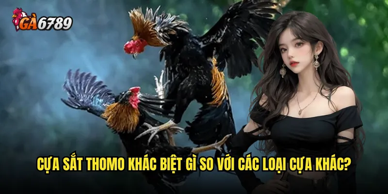 Đá gà cựa sắt Thomo có thật sự hiệu quả như lời đồn trên Ga6789? 2 Cựa sắt Thomo khác biệt gì so với các loại cựa khác?