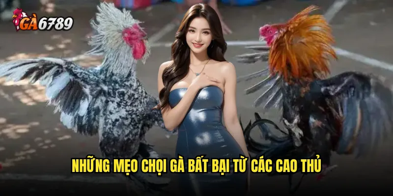 Mẹo chọi gà bất bại có thực sự tồn tại trên Ga6789 không? 2 Những mẹo chọi gà bất bại từ các cao thủ