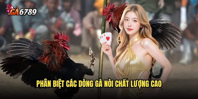 Đá gà nòi có gì đặc biệt mà được nhiều người yêu thích trên Ga6789? 2 Phân biệt các dòng gà nòi chất lượng cao
