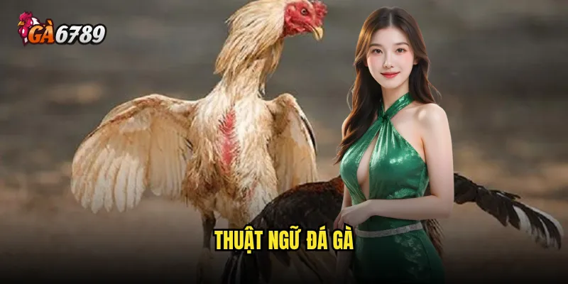 Thuật ngữ đá gà