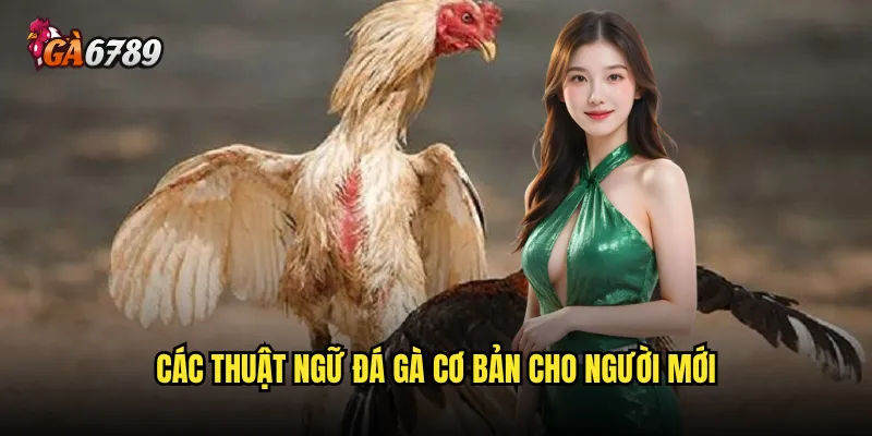 Thuật ngữ đá gà nào mà người chơi cần biết nhất? 2 Các thuật ngữ đá gà cơ bản cho người mới