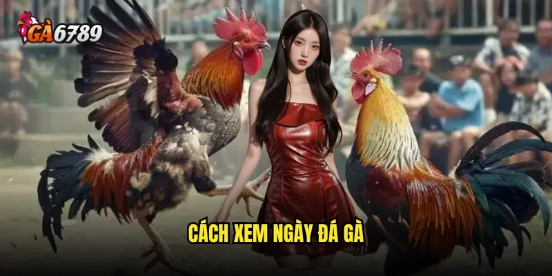 Cách xem ngày đá gà
